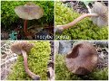 Inocybe soluta-amf2262